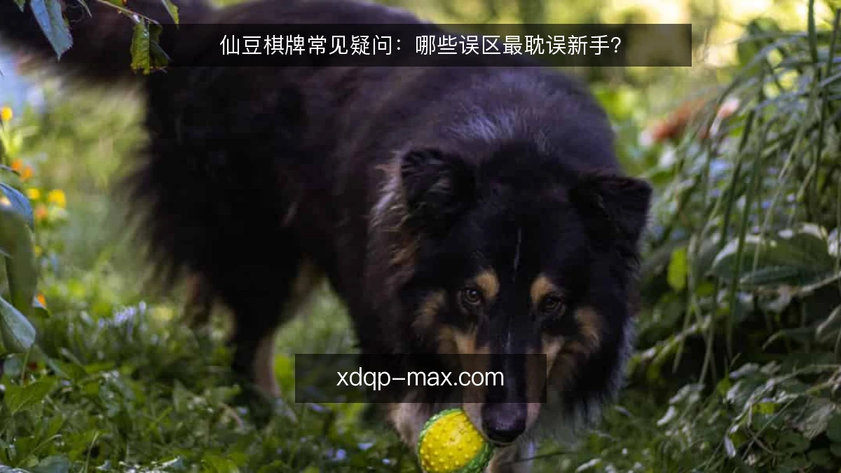 仙豆棋牌常见疑问:哪些误区最耽误新手?